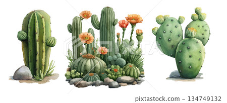 cactus plant isolated on white background 134749132