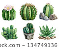 set of succulents and cactus isolated on white 134749136