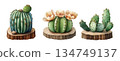 a cactus in a pot 134749137