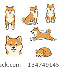 一組柴犬的各種姿勢照片 134749145