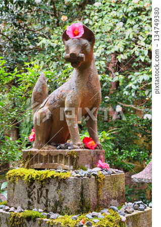 Otoyo Shrine, Kyoto: Guardian foxes and beautiful camellias (Sakyo Ward, Kyoto City, Kyoto Prefecture) 134749380