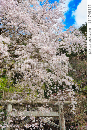 京都大豐神社(京都府京都市左京區)的櫻花很美 京都大豐神社(京都府京都市左京區)的櫻花很美 134749535
