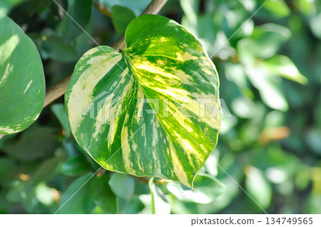 Devils Ivy, Golden Pothos or Hunters Robe or Epipremnum aureum or Araceae 134749565