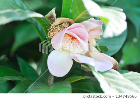 Gustavia, Gustavia gracillima Miers or Lecythidaceae or pink flower 134749566