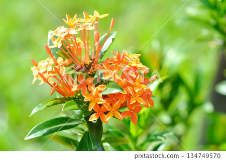 Ixora chinensis Lamk, Ixora spp or Zephyranthes or West Indian Jasmine or orange ixora 134749570