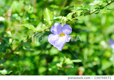 Thunbergia laurifolia,Thumbergia laurifolia   Lindl or  Acanthaceae or purple flower 134749571