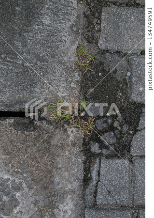 Grass growing between concrete pavement blocks, symbolizing resilience and nature's tenacity in urban environments Grass growing between concrete pavement blocks, symbolizing resilience and nature's tenacity in urban environments 134749591