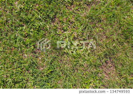 Lush green grass texture fills the frame, creating a natural, vibrant background for outdoor nature and lawn care concepts Lush green grass texture fills the frame, creating a natural, vibrant background for outdoor nature and lawn care concepts 134749593