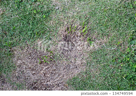 Patch of dying grass in a lawn, showing signs of disease and stress, with brown and green hues indicating environmental issues or neglect Patch of dying grass in a lawn, showing signs of disease and stress, with brown and green hues indicating environmental issues or neglect 134749594