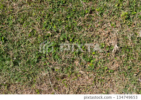Patchy lawn with mixed green and dry grass shows seasonal transition and need for lawn care or renovation 134749653
