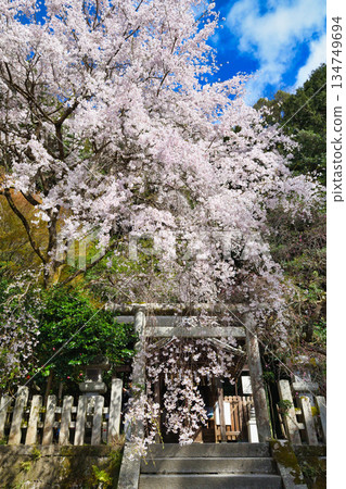 Beautiful cherry blossoms at Otoyo Shrine, Kyoto (Sakyo Ward, Kyoto City, Kyoto Prefecture) Beautiful cherry blossoms at Otoyo Shrine, Kyoto (Sakyo Ward, Kyoto City, Kyoto Prefecture) 134749694
