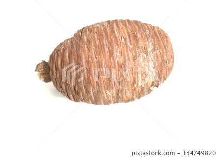 白色背景上的雪松種子 134749820