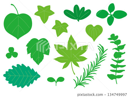 Simple green leaf set Simple green leaf set 134749997