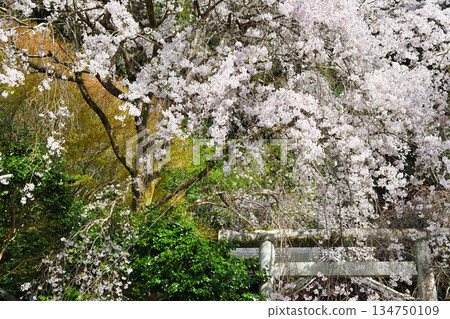 京都大豐神社(京都府京都市左京區)的櫻花很美 京都大豐神社(京都府京都市左京區)的櫻花很美 134750109