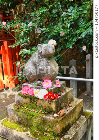 京都大豐神社:守護鼠與美麗的山茶花(京都府京都市左京區) 京都大豐神社:守護鼠與美麗的山茶花(京都府京都市左京區) 134750177