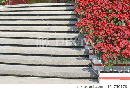 Wide outdoor concrete stairs decorated with vibrant red poinsettia plants in white and red striped pots. Bright daylight casting soft shadows on the stone steps. Festive Christmas urban decoration. Wide outdoor concrete stairs decorated with vibrant red poinsettia plants in white and red striped pots. Bright daylight casting soft shadows on the stone steps. Festive Christmas urban decoration. 134750178