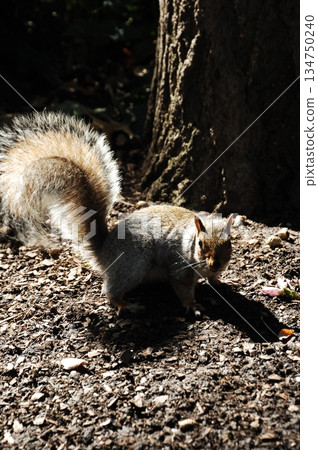 Squirrel in a Garden Squirrel in a Garden 134750240