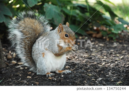 Squirrel in a Garden 134750244