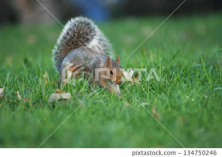 Squirrel in a Garden Squirrel in a Garden 134750246