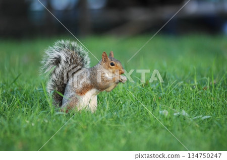 Squirrel in a Garden Squirrel in a Garden 134750247