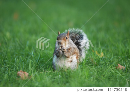Squirrel in a Garden Squirrel in a Garden 134750248