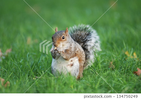 Squirrel in a Garden Squirrel in a Garden 134750249