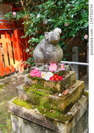 Otoyo Shrine, Kyoto: Guardian rats and beautiful camellias (Sakyo Ward, Kyoto City, Kyoto Prefecture) Otoyo Shrine, Kyoto: Guardian rats and beautiful camellias (Sakyo Ward, Kyoto City, Kyoto Prefecture) 134750254