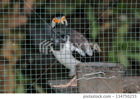 Pied Myna Bird Perched in Cage Looking Out with Captive Condition and Detailed Plumage, Avian Conservation Concept Pied Myna Bird Perched in Cage Looking Out with Captive Condition and Detailed Plumage, Avian Conservation Concept 134750255