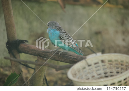 Blue Budgerigar Perched on Branch with Copy Space, Capturing the Serenity of Nature and the Vibrant Colors in a Tranquil Setting Blue Budgerigar Perched on Branch with Copy Space, Capturing the Serenity of Nature and the Vibrant Colors in a Tranquil Setting 134750257