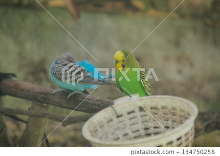 Two Budgerigars Perched on Branch, One Preening Feathers, with Basket and Copy Space for Pet Care and Avian Concepts 134750258