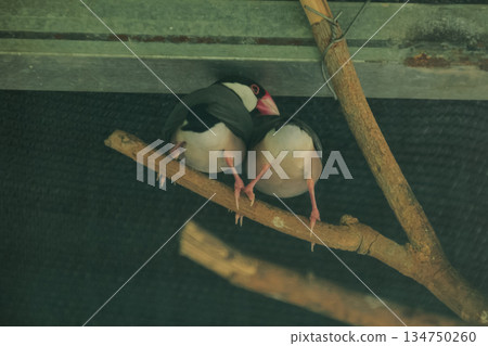 Two Java Sparrows Perched on Branch, Close Together, Showing Plumage Detail in Captivity, Symbolizing Companionship and Affection in Wildlife Photography Two Java Sparrows Perched on Branch, Close Together, Showing Plumage Detail in Captivity, Symbolizing Companionship and Affection in Wildlife Photography 134750260
