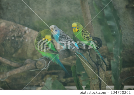 Three Budgerigars Perched on Branch, Exhibiting Vibrant Plumage and Markings, Ideal for Avian Studies and Exotic Pet Concepts Three Budgerigars Perched on Branch, Exhibiting Vibrant Plumage and Markings, Ideal for Avian Studies and Exotic Pet Concepts 134750261