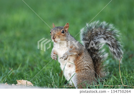 Squirrel in a Garden Squirrel in a Garden 134750264