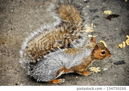 Squirrel in a Garden Squirrel in a Garden 134750268