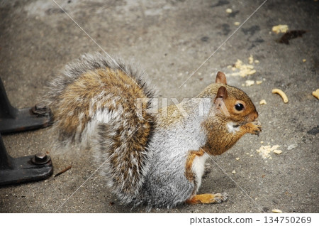 Squirrel in a Garden Squirrel in a Garden 134750269