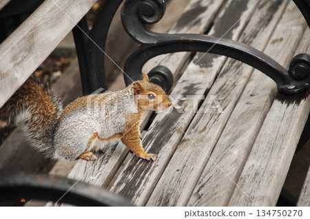 Squirrel in a Garden Squirrel in a Garden 134750270