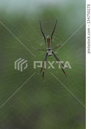 Macro Shot of a Detailed Spider Macro Shot of a Detailed Spider 134750278