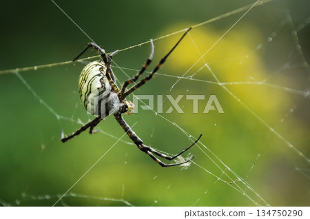Macro Shot of a Detailed Spider 134750290