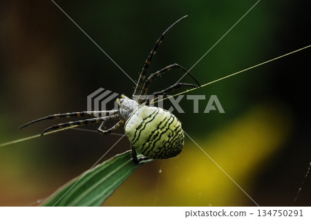 Macro Shot of a Detailed Spider 134750291