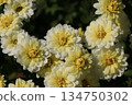 Double small chrysanthemum flower 134750302