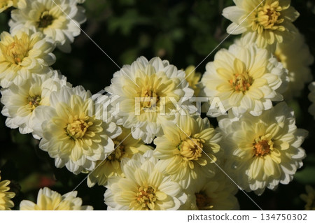 Double small chrysanthemum flower Double small chrysanthemum flower 134750302