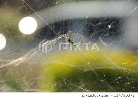 Macro Shot of a Detailed Spider 134750372