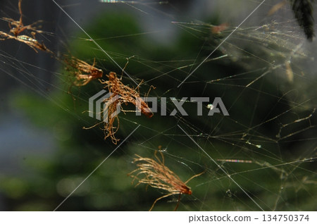 Macro Shot of a Detailed Spider 134750374