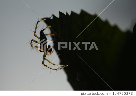 Macro Shot of a Detailed Spider 134750378