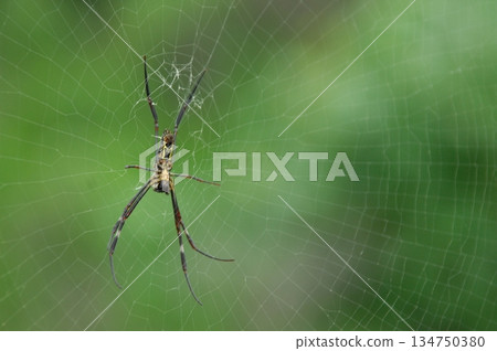 Macro Shot of a Detailed Spider Macro Shot of a Detailed Spider 134750380