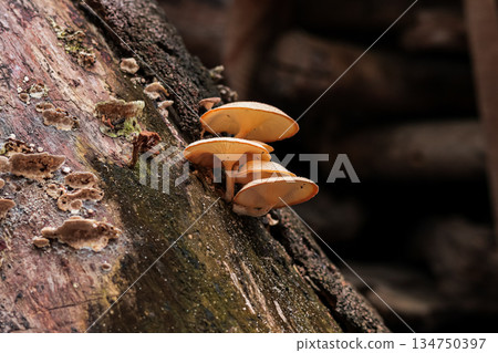 Delicate golden mushrooms growing on decaying log in a forest with soft natural light enhancing the woodland ambiance Delicate golden mushrooms growing on decaying log in a forest with soft natural light enhancing the woodland ambiance 134750397