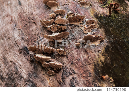 Bracket Fungi Growing on Tree Stump in Natural Light with Detailed Texture and Copy Space, Depicting Decomposition and Forest Ecosystem Bracket Fungi Growing on Tree Stump in Natural Light with Detailed Texture and Copy Space, Depicting Decomposition and Forest Ecosystem 134750398