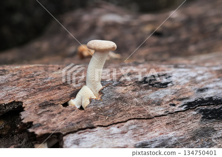 Mushroom Growing on Old Log with Natural Light and Textured Bark for Fungi Identification and Forest Ecosystem Study 134750401