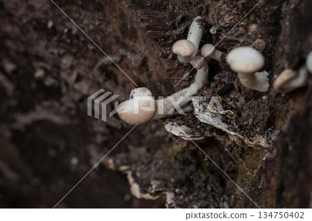 Small Mushrooms Growing on a Decaying Tree Trunk with Natural Light and Visible Texture for Fungi Identification and Forest Ecosystem Study 134750402
