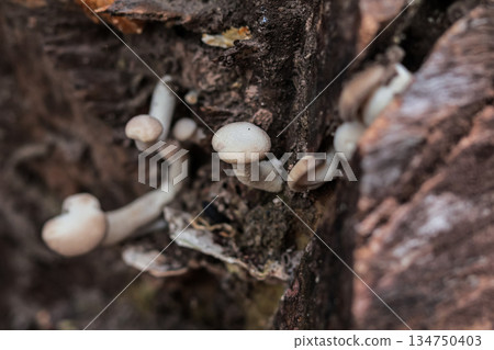Mushrooms Growing on Tree Bark in Natural Light for Fungi and Forest Ecosystem Concepts 134750403